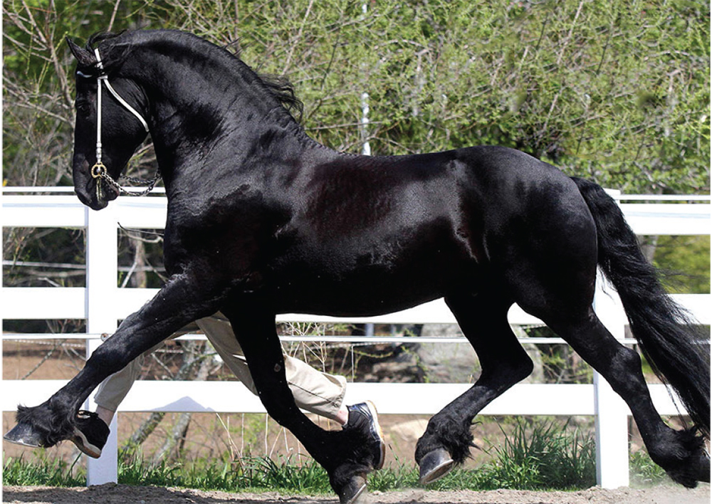 FRIESIANS OF MAJESTY